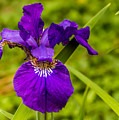 Purple Beauty