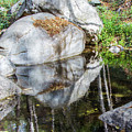 Serene Reflections